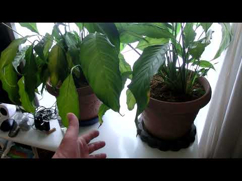 アオギボウシ 植物