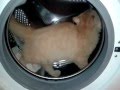 Cat In The Washing Machine