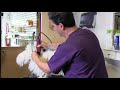 Matted Bichon Gets Shaved