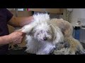 Matted Bichon Gets Shaved