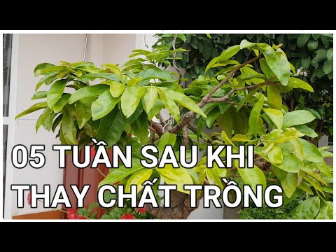 🔴 QBS22194 - CẬP NHẬT TÌNH HÌNH CÂY MAI SAU 5 TUẦN THAY CHẤT TRỒNG | CÁCH CHĂM SÓC MAI VÀNG MIỀN BẮC