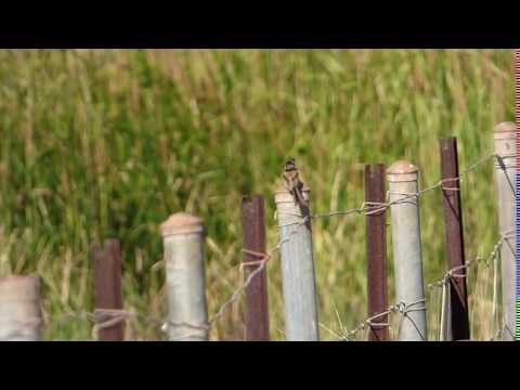 Zamatovec červenochrbtý (Malurus melanocephalus) — spev a hlas v prírode