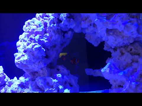 Dzień 11 akwarium morskie