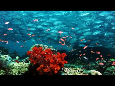 Hydrosphera [Ambient Flight Mix] - Cafe Americaine