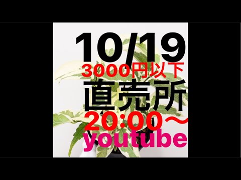 新熱帯エコゾーン: 学名別の種子植物 (C)について詳しく解説