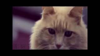 [MV] 솔튼페이퍼 (SALTNPAPER) - Island