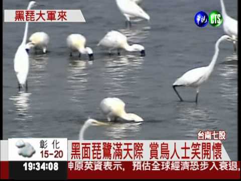 黑面琵鷺來過冬 1510隻破紀錄