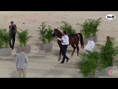 N 166 BARZAN MJ KHAYAL   Saudi Breeders Cup   Riyadh   Colts 3 Years Old Class 8
