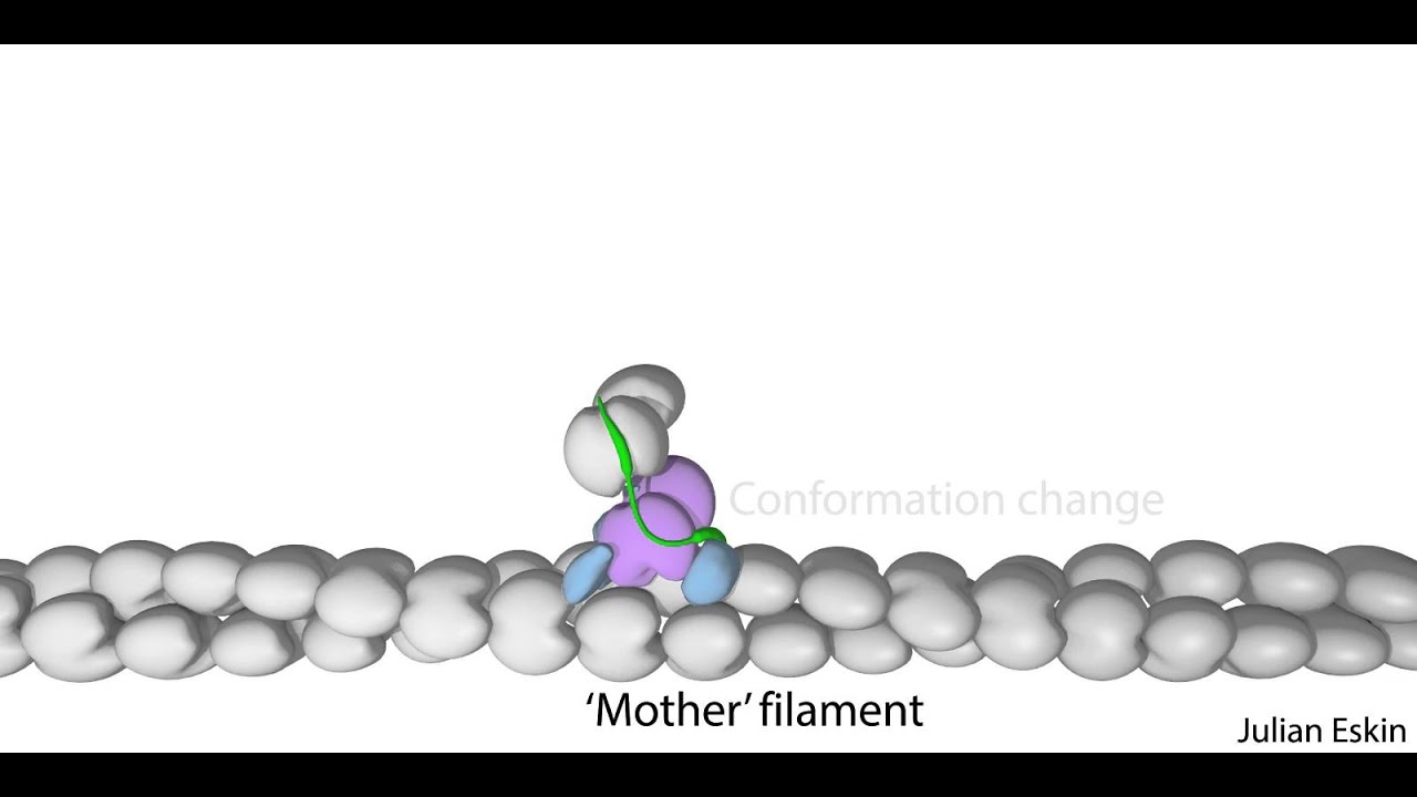 Actin nucleation by the Arp2/3 complex - YouTube