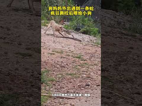 狗媽媽外出遇到一條蛇 瘋狂撕咬後餵給小狗