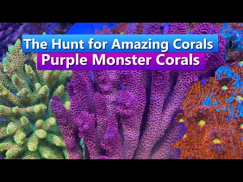 The Hunt for Amazing Corals - Wild collection in the Solomon Islands with Purple Monster Corals