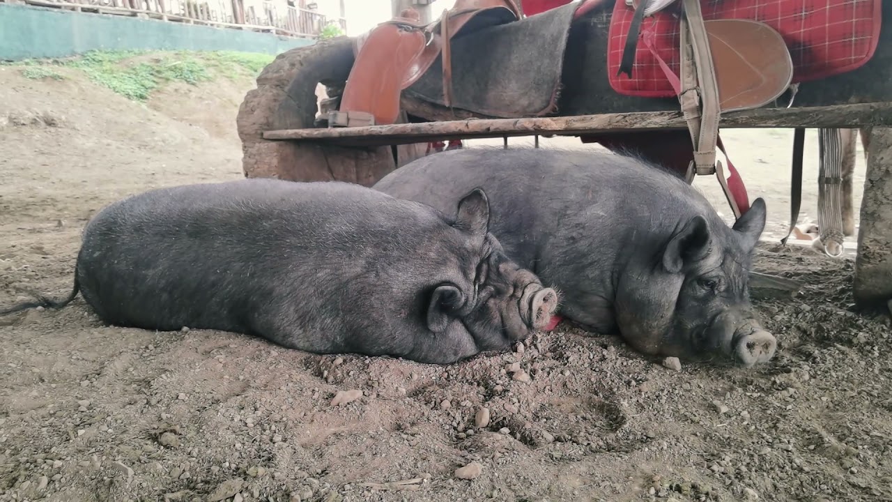 25 de Julio en Finca Las Garzas