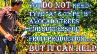 You DO NOT need Type A & Type B Avocado Trees For Successful Fruit Production!  BUT IT CAN HELP :-)