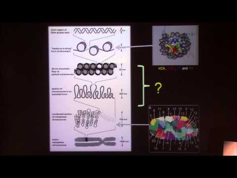 Charting the 3D Genome Landscape - Jesse Dixon