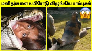 பாம்புக்கு இரையான மனிதர்கள் | Humans Found Inside Snake In Tamil | TAMIL AMAZING FACTS | Snake Video