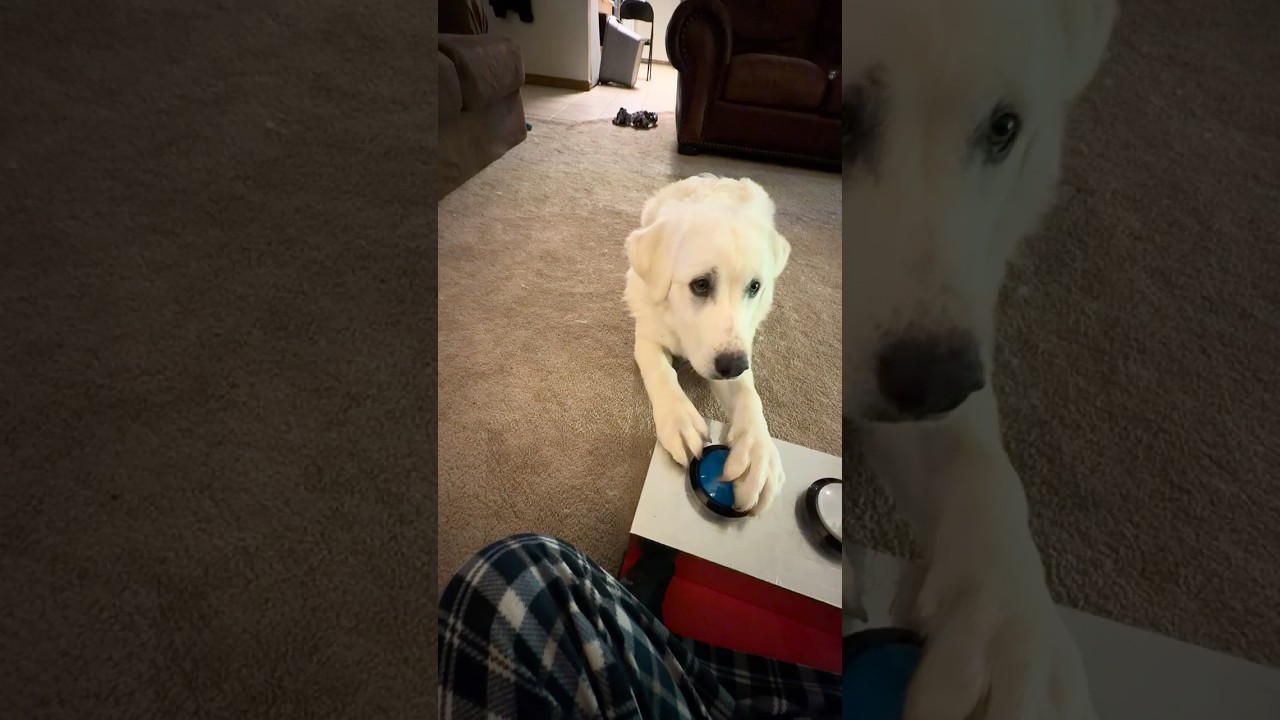Dog using buttons