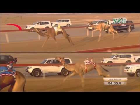 تأهيل الإيذاع للقبائل 5 كم #الوثبة 3-10-2015 –ش7 الشامي لـ كردوس محمد سالم كردوس العامري ت:7:49:6