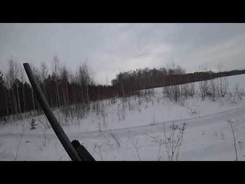 Загонная охота-Вот это вышли, чуть не затоптали!!!