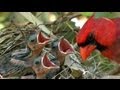 Northern Cardinals Feeding Baby Birds FYV