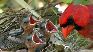 HD Northern cardinals feeding baby birds FYV 1080 HD