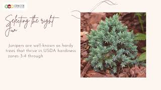 Transforming Your Garden with Juniper Trees