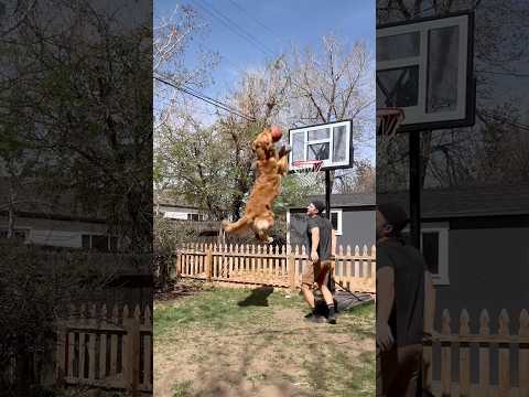 Dog ‘dunking’ on owner #dogsofyoutube #funnyanimals #goldenretriever