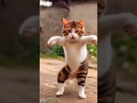 Cat funny video😂😂😂🌸😂😂 #cat #dance #catlover #funny #cute #tom #shortsvideo