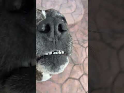 Tráiler o firulais ?