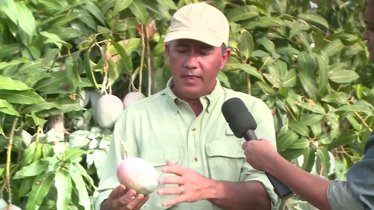 Panorama do Cultivo da Manga no Vale do São Francisco | AgroFrutas & Cia  05 06 2017