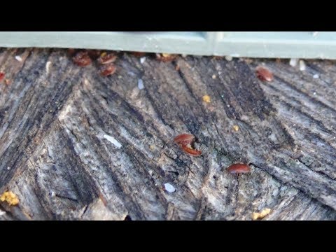 Результат обработки от клеща тактик + дым пушка на пасике