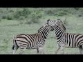 Feisty Zebra Fight In Kruger National Park