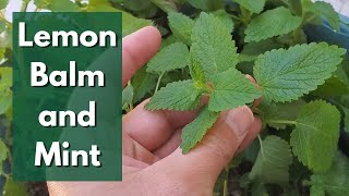 Tips for Growing Lemon Balm and Mint (Care and Propagation)