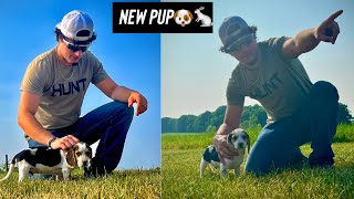 WE BOUGHT A RABBIT DOG!