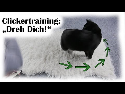 Clickertraining mit Katzen: "Dreh Dich!"