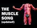 THE MUSCLES SONG Learn In 3 Minutes UPDATED