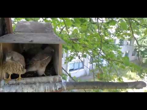 CEH Kestrel, First Fledge, 062517