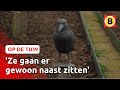 Vogelverschrikker heeft weinig effect bij de moestuin van Kees | Op de tuin