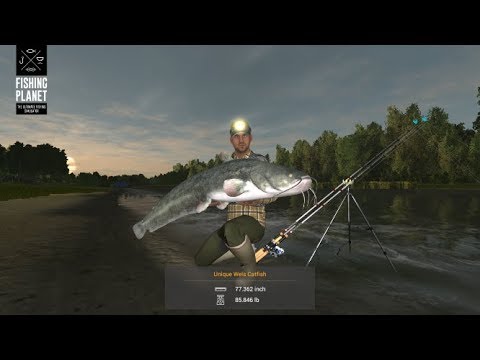 Steam Community Video Fishing Planet Akhtuba River Unique Wels Catfish