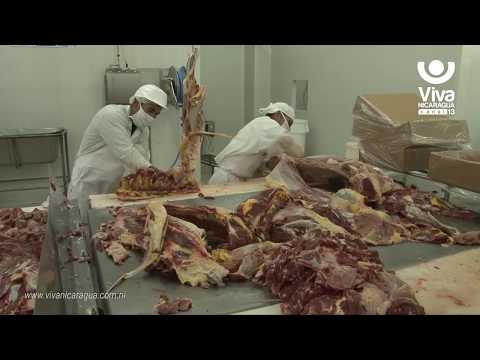 Exportación de carne bovina oscila en 21 millones de libras