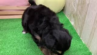 ハーフ犬の動画01