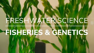 Freshwater Science Trailer: Using Genetics to Manage Lake Erie Walleye Fisheries