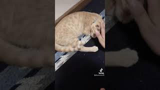猫を撫でる！