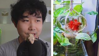 is this a good Betta fish tank? | Fish Tank Review 211