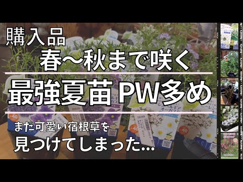 ヘリアンテーマ、低開花多年草、グランド カバー ガーデン、ミッド シェード、ロッカリー、開花芽