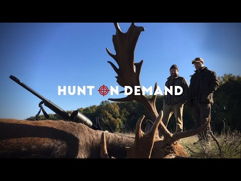 FASZINATION DAMWILD – Auf Schaufler in Rumänien – Patrick Kastner Hunt on Demand Trailer