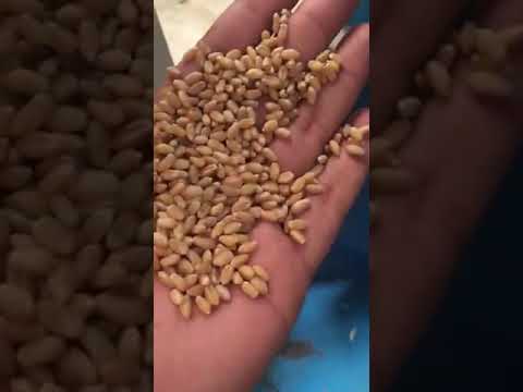 Cumin Seed Cleaning Machine