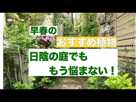 庭の日陰の場所で育てる半日陰、半日向の植物11本  庭園