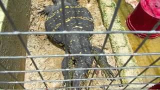 preview picture of video 'Bohol Python & Wildlife Park - Bohol Tours - WOW Philippines Travel Agency'
