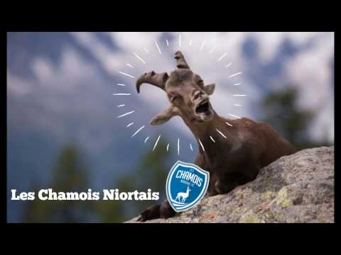 Pourquoi les joueurs de Niort sont les Chamois ?