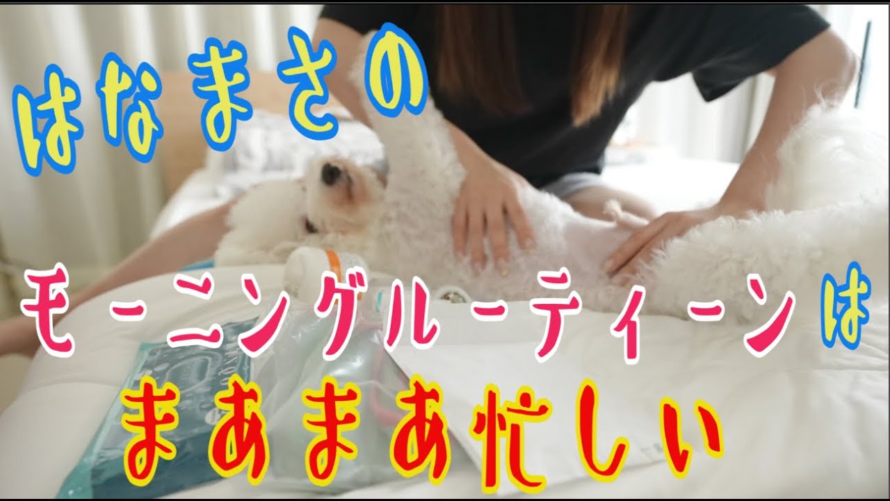 はなまさのモーニングルーティーンがまあまあ忙しい